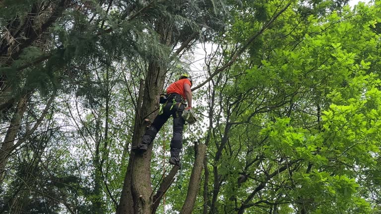  Coconut Creek, FL Tree Removal and Landscaping Services Pros